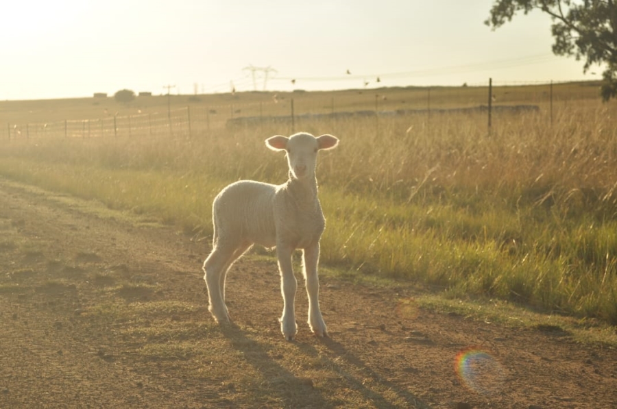 5 Bedroom Property for Sale in Reitz Rural Free State